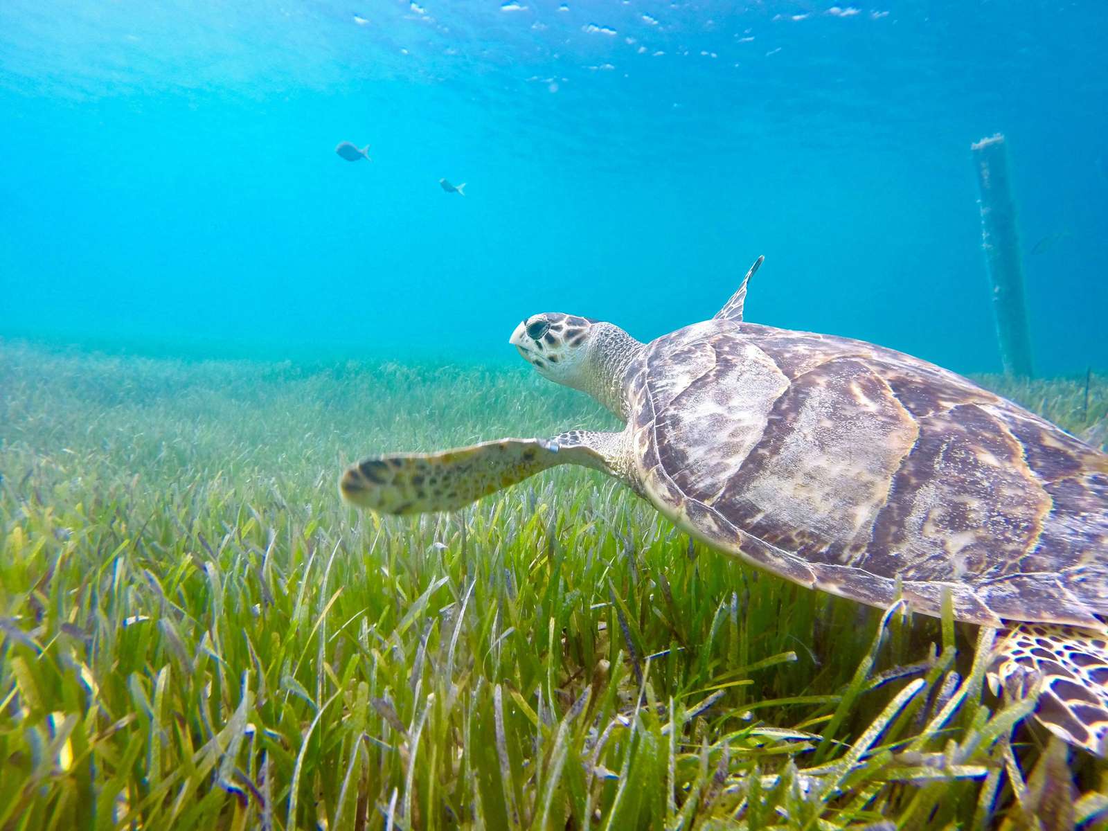 Turtle Cove