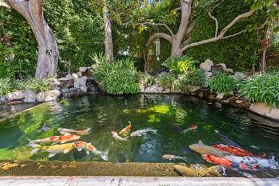 Koi Pond