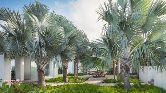 Tropical Gardens