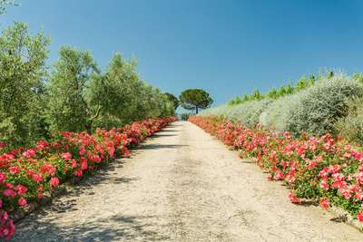 Close Proximity to Major Attractions