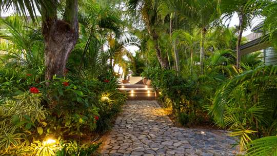 Tropical Gardens