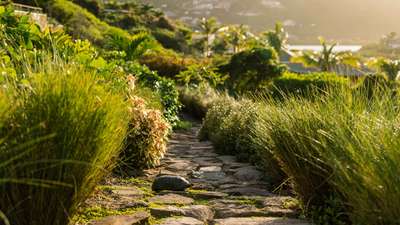Tropical Gardens