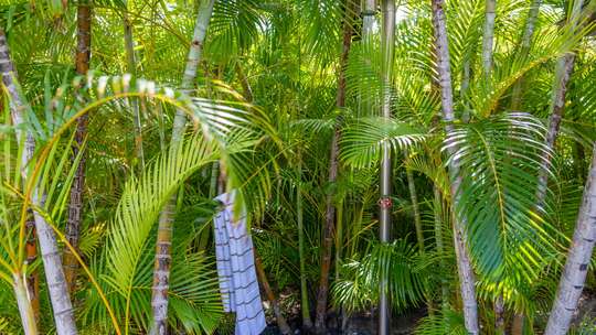 Tropical Gardens