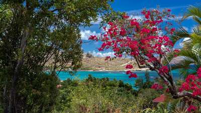 Breathtaking panoramic views of St-Jean Bay's crystalline waters framed by lush tropical foliage and vibrant bougainvillea.