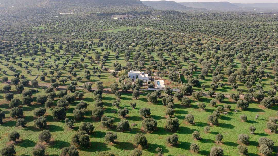 Aerial view of luxury Villa Sildora in Puglia, surrounded by centuries-old olive trees and tranquil countryside.