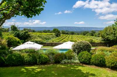 Vineyard Views