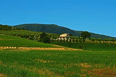 Vineyard Views