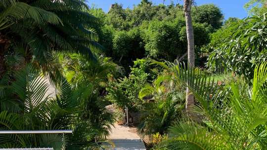 Tropical Gardens